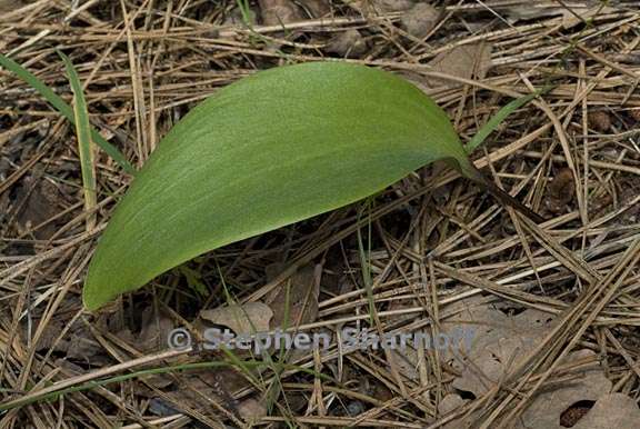 fritillaria micrantha 6 graphic